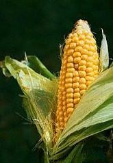 Mısır ( Törökbúza = Türk buğdayı) Macaristan da mısır yetiştirilmesiyle ilgili ilk belge 1611 yılından kaldı.