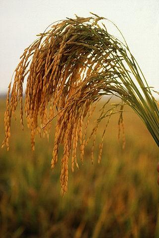 Pirinç Macarlar Osmanlı döneminde pirinç yediler, ama
