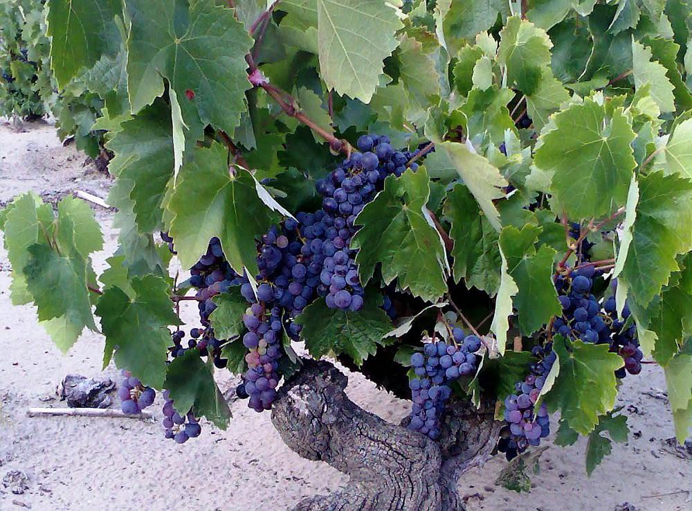 Üzüm ve şarap Kadarka üzüm türü.