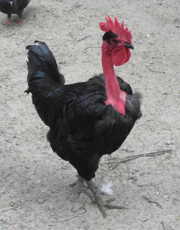 Tavuk Osmanlı döneminde Anadolu kökenli tüysüz boyunlu siyah tavuk