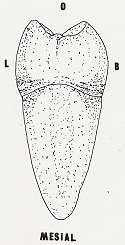 Servikal çizginin mesial kurvatürü oklüzal yüze doğrudur ve 1 mm derinlik gösterir. ġekil 1.5: Sağ alt I. molar mesial yüz 1.1.7. Distal Yüz ġekil 1.6: Sol alt I.