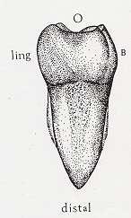 ġekil 1.7: Sağ alt I. molar distal yüz ġekil 1.8: Sol alt I. molar distal yüz 1.1.8. Oklüzal Yüz Mesialden distale ve bukkalden linguale doğru daralan bir yamuk görünümündedir.