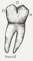 2.3. Özellikleri Alt ikinci molar iģlevde alt birinci molara yardımcıdır. Bütün boyutları, alt birinci molara göre daha küçüktür.