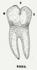 Oklüzalden bakıldığında mandibular ikinci moların mesio-bukkal kısmının kabarık ve belirgin oluģu, mandibular molar diģlere özgüdür.