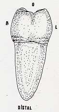 mesialdeki tüberküller görülmez. Disto-bukkal ve disto-lingual tüberküllerin distal yüz üzerinde bir fissür ile ayrıldıkları görülür.