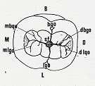 Bukkal tüberküllerin tepe noktaları, lingual tüberküllere oranla oklüzal yüzün ortasına daha yakın konumdadır.