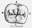 molar oklüzal yüz ġekil 2.9: Sol alt II. molar oklüzal yüz ġekil 2.10: Sol alt II.