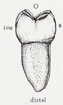 Mesio-lingual tüberkül uzun ve sivri olarak ĢekillenmiĢtir. Mesial yüzde servikal çizgi 1 mm lik bir eğim gösterir. ġekil 3.5: Sağ alt III. molar mesial yüz ġekil 3.