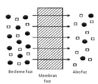 Şekil 1.1. Şematik olarak bir membranın gösterimi Şekil 1.1.'deki besleme fazı, ayrımı yapılacak türü içeren eden faz, alıcı faz, ayrımı yapılan türün bulunduğu fazdır.