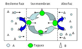 Şekil 1.3. Tek yönlü kolaylaştırılmış taşınma mekanizması Çift yönlü taşınmada, A türü besleme fazından alıcı faza taşınırken, B türü de alıcı fazdan besleme fazına taşınır (Şekil 1.4.
