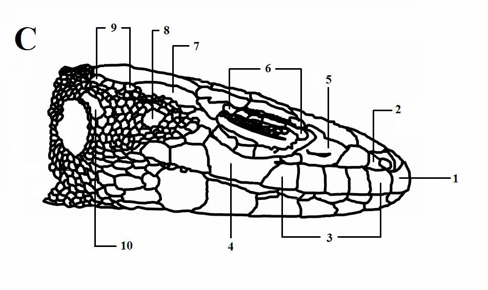 B-Baş alttan: 1-Mentale, 2- Đnframaxillaria, 3-Gularia, 4- Collare C-Baş yandan: