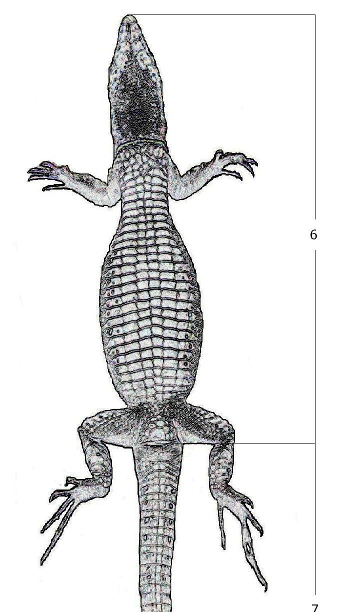 B- Ventral. 1- Baş genişliği. 2- Pileus uzunluğu.