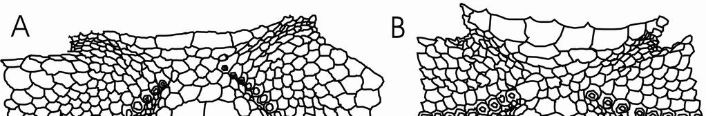 24 Şekil 3.2 Anal bölgenin görünümü. A: L. a. anatolica ve B: L. a. aegaea alttürlerine göre çizilmiştir. Örneklerde sağ bacak dördüncü parmak altındaki lamel sayıları 24 30 arasında değişmektedir.