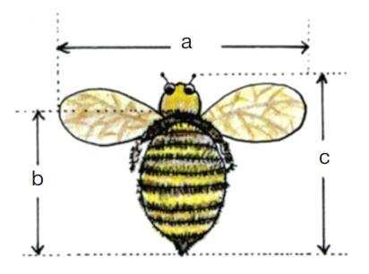 a = 4 cm, b = 5 cm, c = 6 cm olduğuna göre arının gerçek kanat genişliğini, gerçek gövde uzunluğunu ve