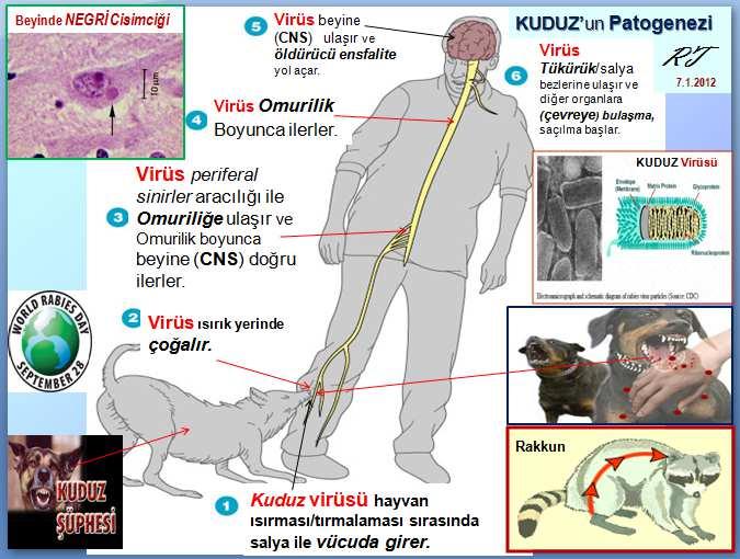 hayvanlarının sayıca arttığını dikkate alınır ise; orman kuduzunu canlı tutan vahşi hayvanlar ile insanlar arasındaki bulaştan sokak köpeklerinin %95 sorumlu olduğunu vurgulamakta yarar var.