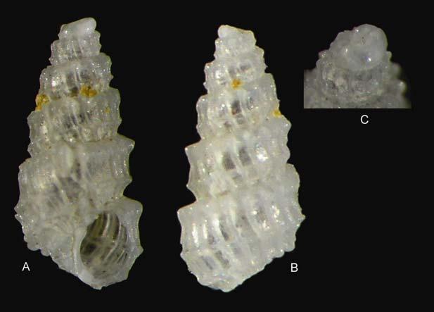 34 Şekil 4.6. Chrysallida excavata: Kabuğun ventralden (A), dorsalden (B) ve protokonlun (C) büyütülmüş genel görünüşü.