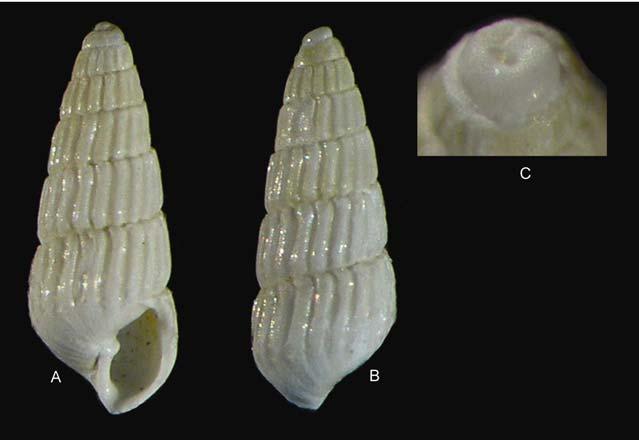 47 Şekil 4.12. Chrysallida terebellum: Kabuğun ventralden (A), dorsalden (B) ve protokonkun (C) büyütülmüş genel görünüşü.