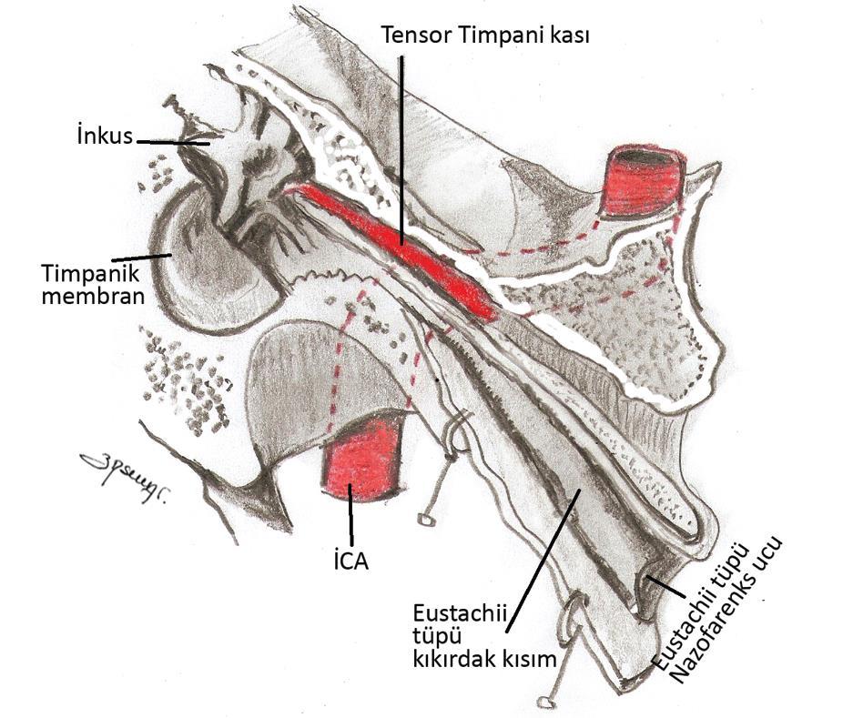 Şekil 7. Eustachii Tüpü (2).