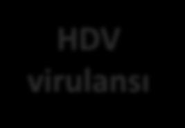 seyretmemektedir Lokal sosyal davranışlar HDV virulansı Konağın