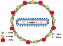 Deltavirus cinsinin tek üyesi 32 nm Sirküler, tek zincirli RNA virusu Viroloji Hepatit D virusunun yapısı İnsanda infeksiyon etkeni olabilen en küçük virus Replikasyonu hepatit B virusu (HBV)