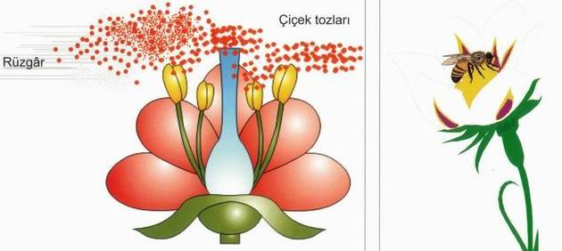 TOZLAŞMA Polen tanecikleri; böcek, kuş, su, rüzgâr veya insanların bitkileri koklaması sırasında diğer çiçeklerin tepeciğine veya aynı çiçeğin dişi organının