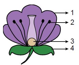 Şekilde verilen çiçek modelinde numaralanmış kısımlardan hangileri zarar