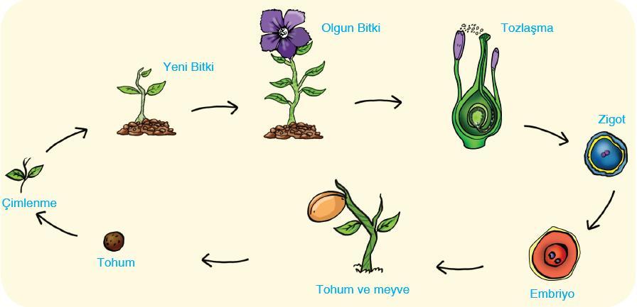 BİTKİNİN ÜREMESİ