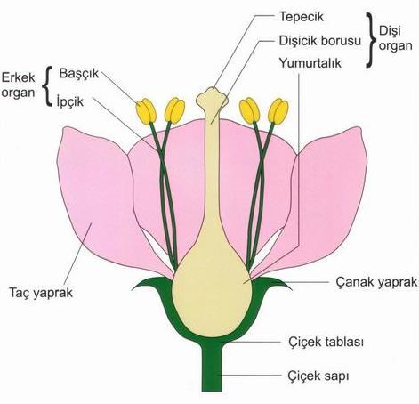 Çiçekte dişi organın görevleri Dişicik Tepesi: Polenlerin yapışıp tutunmasını sağlar Dişicik Borusu:Polenlerin yumurtalığa