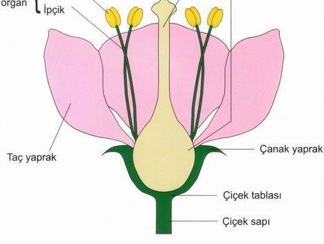 TAÇ YAPRAK Farklı renklerde olan bu yapraklar güzel kokuları ve renkleriyle böcekleri ve kuşları kendisine çekme görevini gerçekleştirir. Tozlaşmaya yardımcı olur.