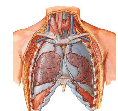 SOLUNUMUN MEKANİĞİ Akciğerler ve akciğerlerin içinde bulunduğu göğüs kafesi elastik yapılardır.