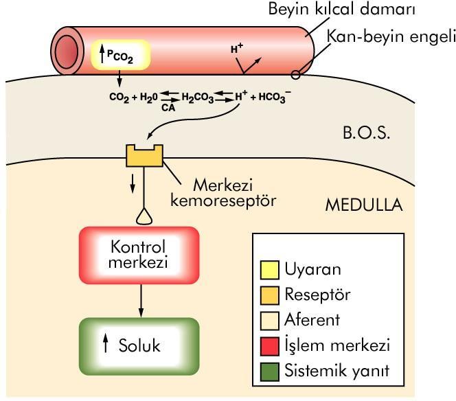 Havalanmanın