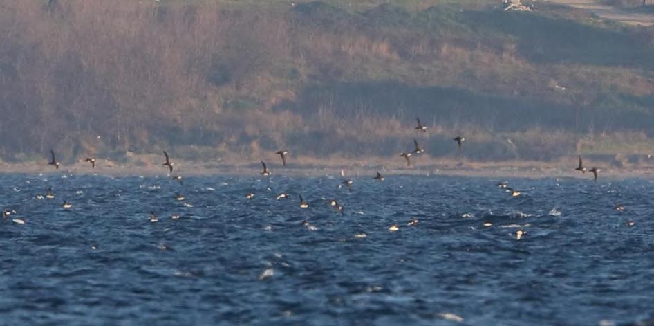 Bu orta koridor kıyıdan 1000 metreden daha uzaktadır. Kıyıya orta koridordan daha yakın uçan kuşların oranı ancak % 20-25 kadardır. Çanakkale köprüsü noktasında boğazın genişliği yaklaşık 3.