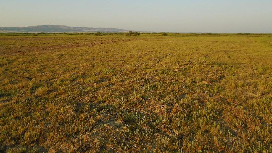 Şekil 15. Bataklık kırlangıcı (Glareola pratincola) nın üreme habitatı. Fotoğraf Tablo 4 de belirtilen Gözlem noktası 2 alanını göstermektedir.