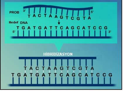 41 Şekil 18: Nükleik asit hibridizasyonu. 2.4. DNA BİYOSENSÖRLERİ (GENOSENSÖRLER, GENE DAYALI SENSÖRLER) Biyosensör tasarımında kullanılan dizi tanıma yüzeyleri, Analitik Kimya alanında yeni ve ilgi çekicidir (106,113,119,133).