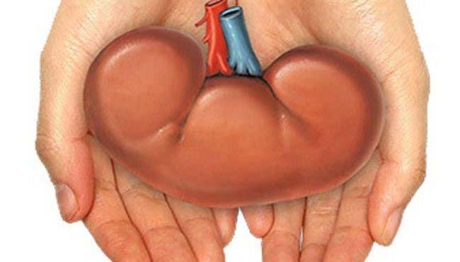 Transplantektomi için risk faktörleri: Ocak 2002 Aralık 2011 arası 34 hastada greft kaybı 18 hastada transplantektomi (%53) RTx sonrası ilk bir yılda greft kaybı transplantektomi 4 kat