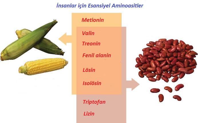 Bitkiler protein sentezi için gerekli olan 20 çeşit aminoasidi kendileri sentezleyebilirlerken insanlar ve diğer hayvanlar bu aminoasit çeşitlerinin tamamını kendileri