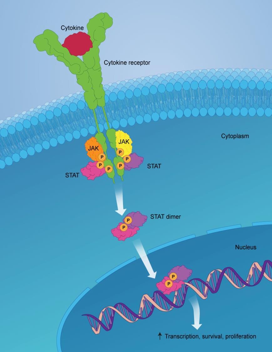 Sitokine bağlanmanın ardından, reseptörler kompleksler oluşturacak şekilde bir araya gelir ve JAK proteinlerini yakınlaştırır ii. iii. iv.