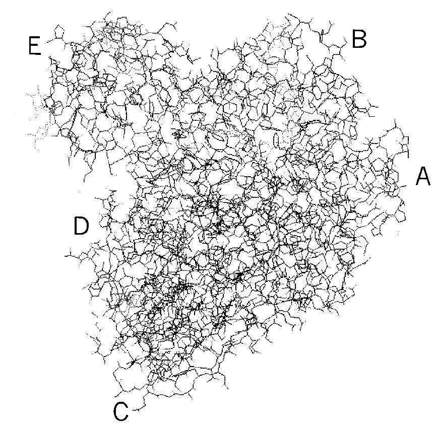 Şekil 2.1 Bacillus circulans 251 SGTaz ının yapısı (Qi and Zimmermann 2005) 2.