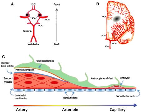 Nörovasküler Ünite Beyin dokusunun içine giren bu arterler arteriollere ayrılır beraberlerinde BOS ile dolu subaraknoid yapıları da kadar götürür (perivasküler boşluklar).