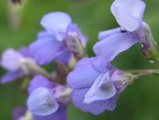 Lathyrus