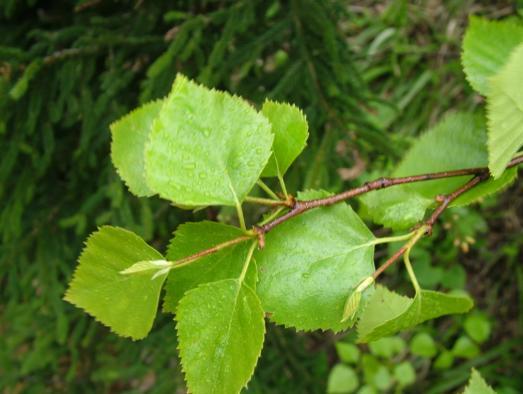 Betula pendula (Eminağaoğlu)