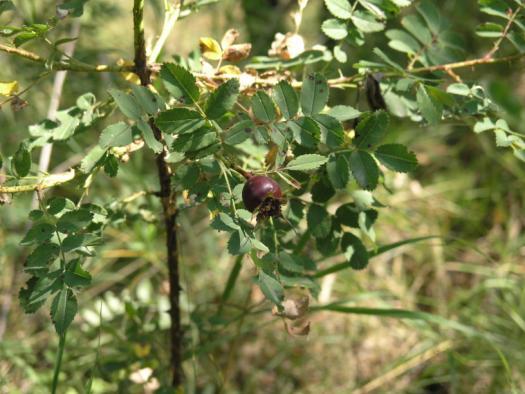 pimpinifolia