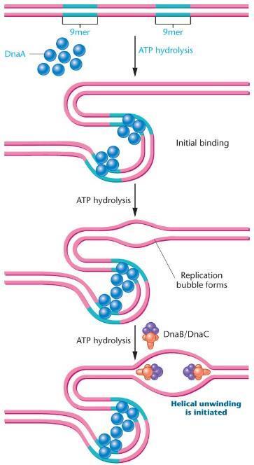 ATP hidrolizi İlk bağlanma ATP hidrolizi Replikasyon balonu