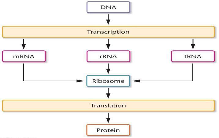 1 Moleküler genetiğin merkezi dogması: DNA RNA yı oluşturur (transkripsiyon)