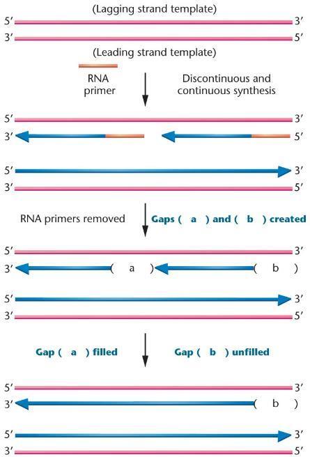 Kesintili zincir kalıp DNA sı Kesintisiz zincir kalıp DNA sı Sentez Primerler kesildi