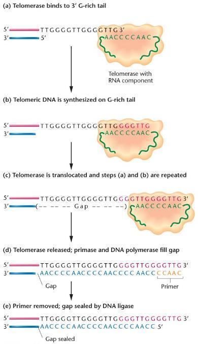 Telomeraz bağlanır DNA sentezlenir Telomeraz hareket eder ve ilk 2 adım tekrarlanır Telomeraz ayrılır