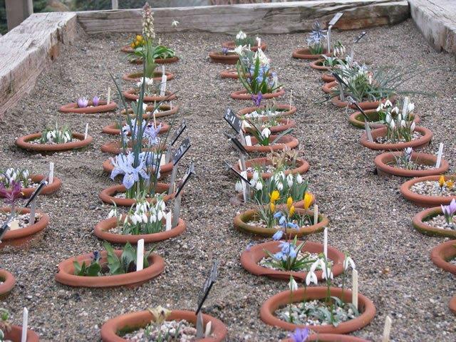 tarafından oluşturulan Saklı Bahçe soğanlı bitki koleksiyonu baharın tüm renkleri ile Nisan ayı içerisinde göz