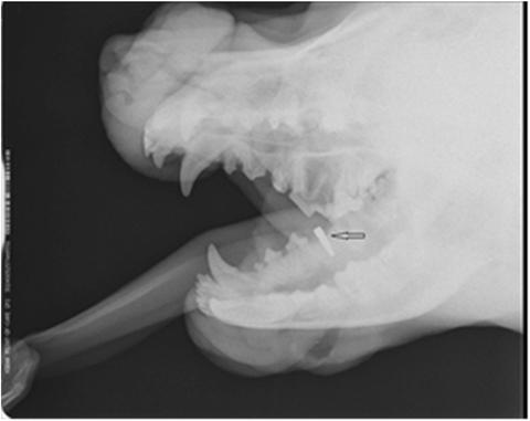 Manas J Agr Vet Life Sci, 2018, 8 (1), 81 86 first 10 days and a soft diet. Ten weeks were let to elapse to the maturation of gingival vascularity and provide bone healing. Figure 2.