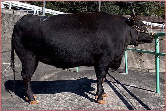 Büşra YARANOĞLU GİRİŞ Japonya'nın yerli ırklarından olan Japon siyah sığırı veya Kobe sığırı ülkenin etçi sığırlarına özgü bir isim olan Wagyu olarak bilinir.