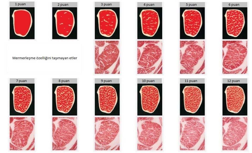 Manas J Agr Vet Life Sci, 2018, 8 (1), 86 95 Mermerleşmeye dayalı kalite derecelendirmesi Kalite derecesini belirleyen unsurlardan mermerleşmeye dayalı et kalite derecelendirme sistemi fotografik